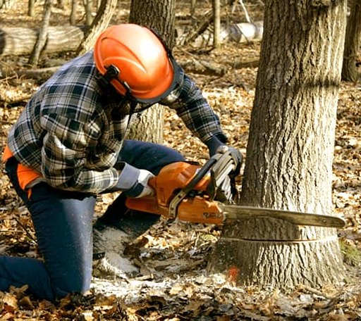 Tree Removal in Swans Island, ME